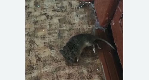Дезинфекция от мышей в Рязани